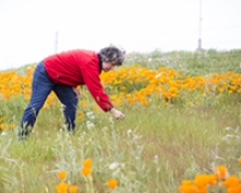 The California poppie, seen around UC Merced, is the state's flower and is drought tolerant.